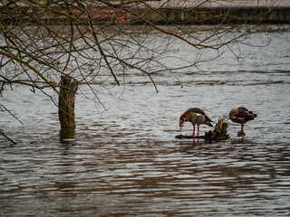 Wild Animals on the river