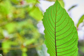 Close-up view of mitragyna speciosa or Kratom leaf on field