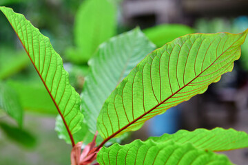 Close-up view of mitragyna speciosa or Kratom leaf on field