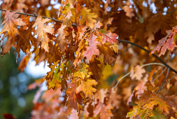 impression of leaves and autumn colors