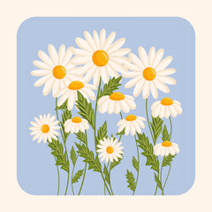 Several chamomile flowers grow. Botanical vector isolated illustration for postcard, poster, invitation, ad, decor, fabric and other uses. Flowers for spring and summer holidays.