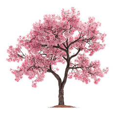 pink sakura isolated on transparent background