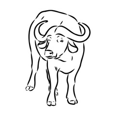 Bull in doodle style. Icons sketch hand made. Vector editable stroke.