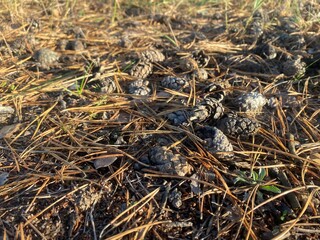 Cones lie on the ground. Spruce needles
