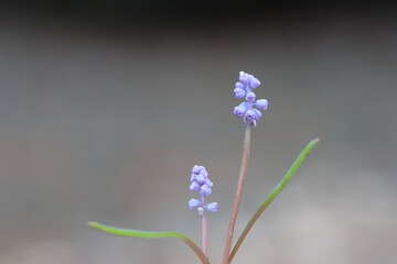 Fototapeta premium muscari parviflorum flowers in winter