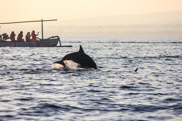 Fototapeta premium Traditional Outrigger Boats and Ocean Wildlife