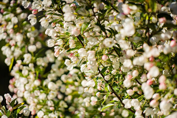 apple blossom in the garden