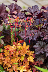Heuchera plants in the garden
