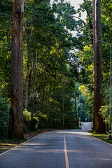 Obraz premium Scenic forest road journey lush greenery landscape photography natural environment serene viewpoint exploration concept