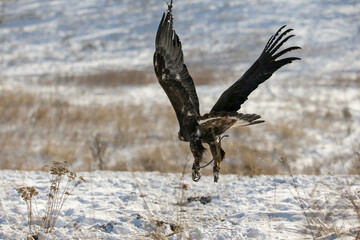 
The Central Asian golden eagle is one of the largest representatives of its species.