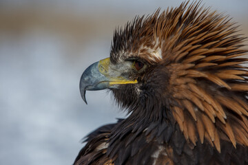 
The Central Asian golden eagle is one of the largest representatives of its species.