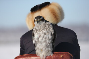 The hawk is a bird of prey in the family Accipitridae of the order Accipitridae.