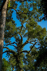 Majestic tree canopy in lush forest nature photography vibrant environment upward viewpoint serenity concept