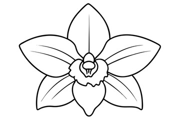 A simple Evening Orchid line art vector white background