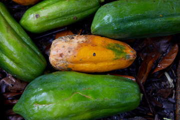 Raw and rotten ripe papaya during rainy season