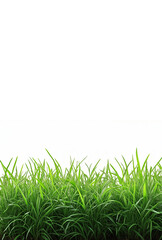 Fototapeta premium Grass on a white background story background