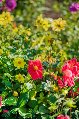 dahlia flowers in the garden