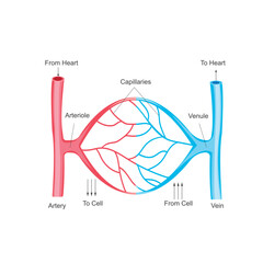 Capilary Blood Flow in Circulatory System.Blood vessels types, arteries, veins capillaries. Arteriole, venule . Artery carry, transport blood from heart.