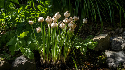 Garlic plants sprouting fresh in a garden setting