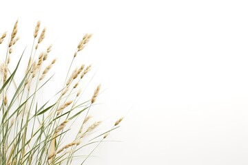 Fototapeta premium wheat isolated on a white background 