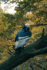 Andean Condor in Autumn Forest