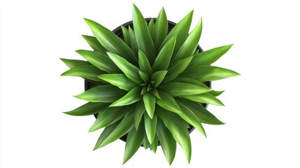 Obraz premium A lush green plant flourishing in a black pot, showcasing vibrant leaves in a symmetrical arrangement.