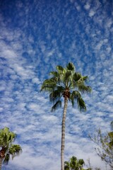 Obraz premium Palm trees under a vibrant blue sky.