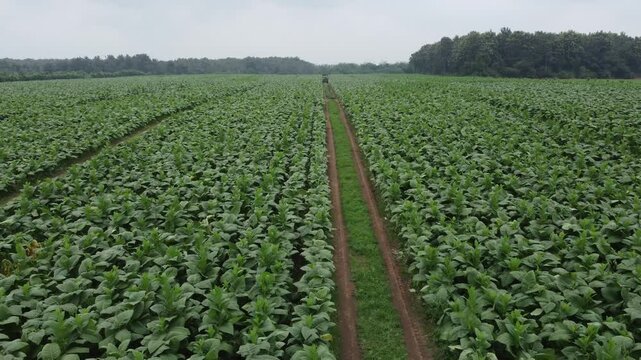 Plantaci&oacute;n de tabaco