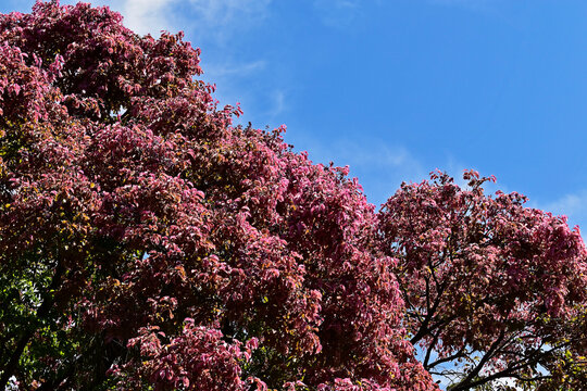 Monkey pot tree leaves (Lecythis pisonis) on tropical garden, Rio de Janeiro, Brazil
