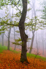 Autumn scenery from the Little Carpathians during a foggy day