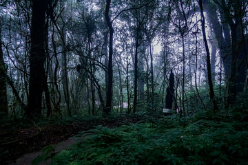 Obraz premium Mysterious foggy forest scene enchanted woodland nature photography serene environment atmospheric viewpoint tranquility concept