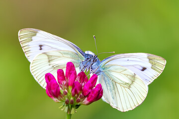 A butterfly is sitting on a yellow flower. A butterfly with a green background and flowers. Flower butterfly green background insect sits. Butterfly sitting on a lifestyle flower.