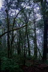 Obraz premium Mysterious foggy forest exploration enchanted woodland nature photography dense vegetation atmospheric perspective