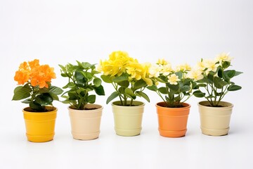Three miniature rose plant with flowers of different colors in a flowerpot on white. Copy space.
