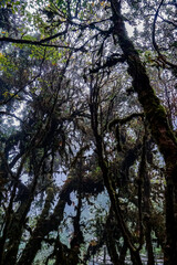 Fototapeta premium Exploring the enigmatic cloud forest ecotourism adventure nature photography lush canopy ground-level view biodiversity conservation