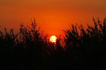 Yellow Sun against orange sunset behind tree branches with leaves. Clear cloudless sky