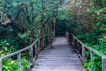 Fototapeta premium Serene forest path lush green nature travel photography peaceful environment ground level tranquility and exploration