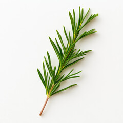 Fototapeta premium Fresh green rosemary sprig isolated on white background