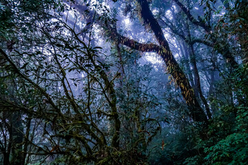 Misty forest exploration mountain region nature photography lush environment close-up view capturing tranquility in nature