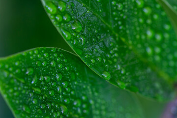 natural green leaves and water drop using background cover page environment ecology wallpaper