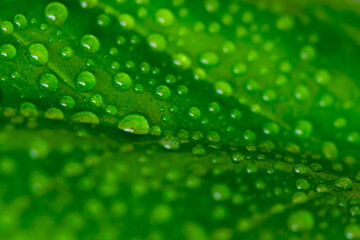 natural green leaves and water drop using background cover page environment ecology wallpaper