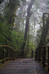Misty forest walkway mountain trail nature photography lush environment serene viewpoint tranquility concept for nature lovers