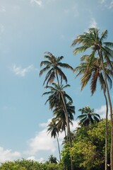 Tropical palm trees under a clear blue sky.