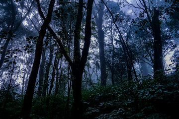 Mysterious foggy forest exploration enchanted woods nature photography ethereal atmosphere low angle view adventure spirit