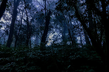 Mysterious forest at dusk nature photography deep woods enigmatic atmosphere serene viewpoint tranquility and solitude