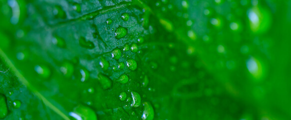 natural green leaves and water drop using background cover page environment ecology wallpaper