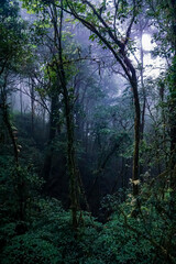 Mysterious foggy forest lush green landscape nature photography serene atmosphere close-up view enigmatic beauty