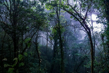 Fototapeta premium Mysterious foggy forest in nature lush greenery photography serene environment atmospheric perspective tranquility and beauty