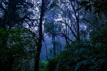 Obraz premium Mysterious misty forest tropical region nature photography lush environment atmospheric view serenity and enchantment