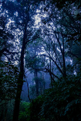 Mysterious foggy forest exploration enchanted wilderness photography lush environment low angle nature's hidden secrets